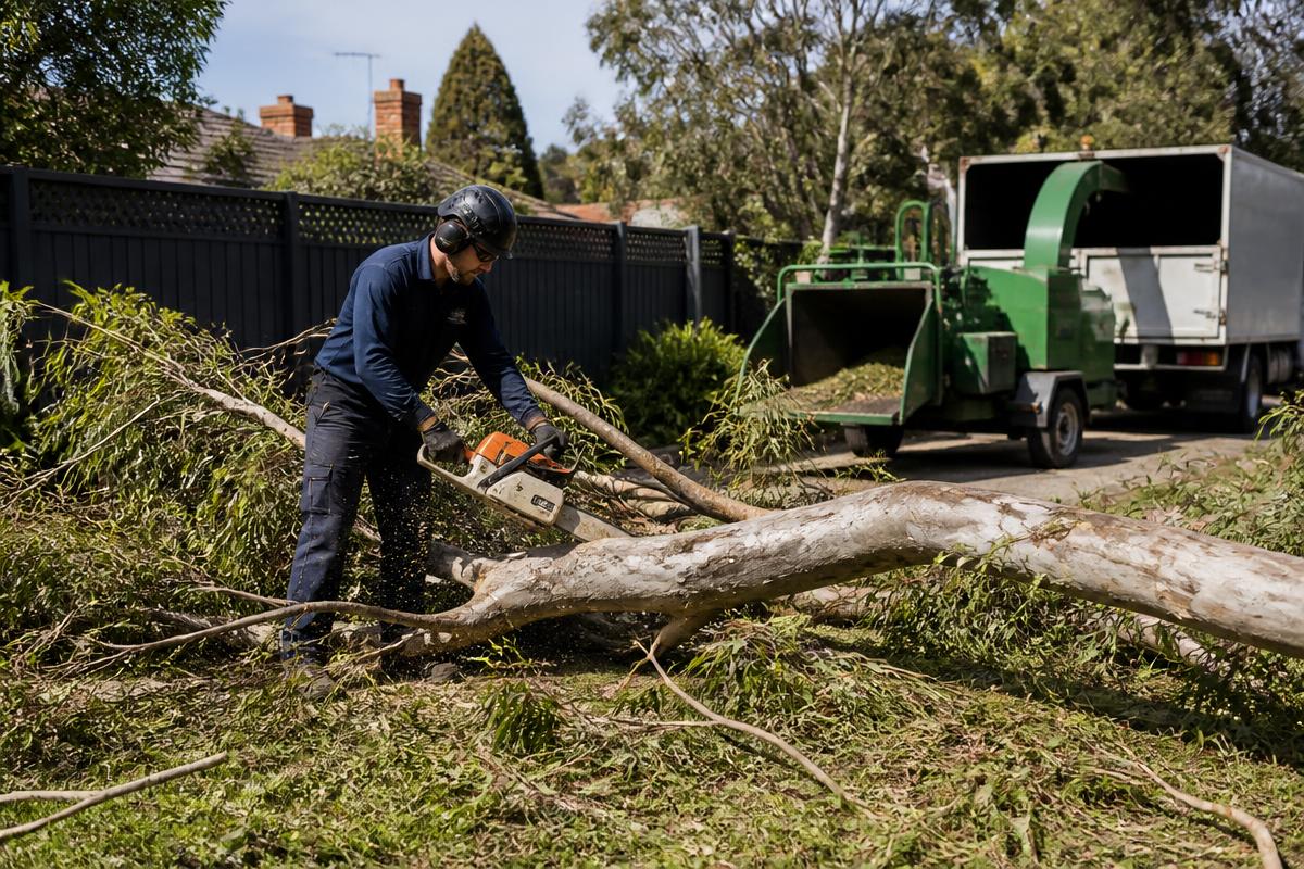 Tree Removal