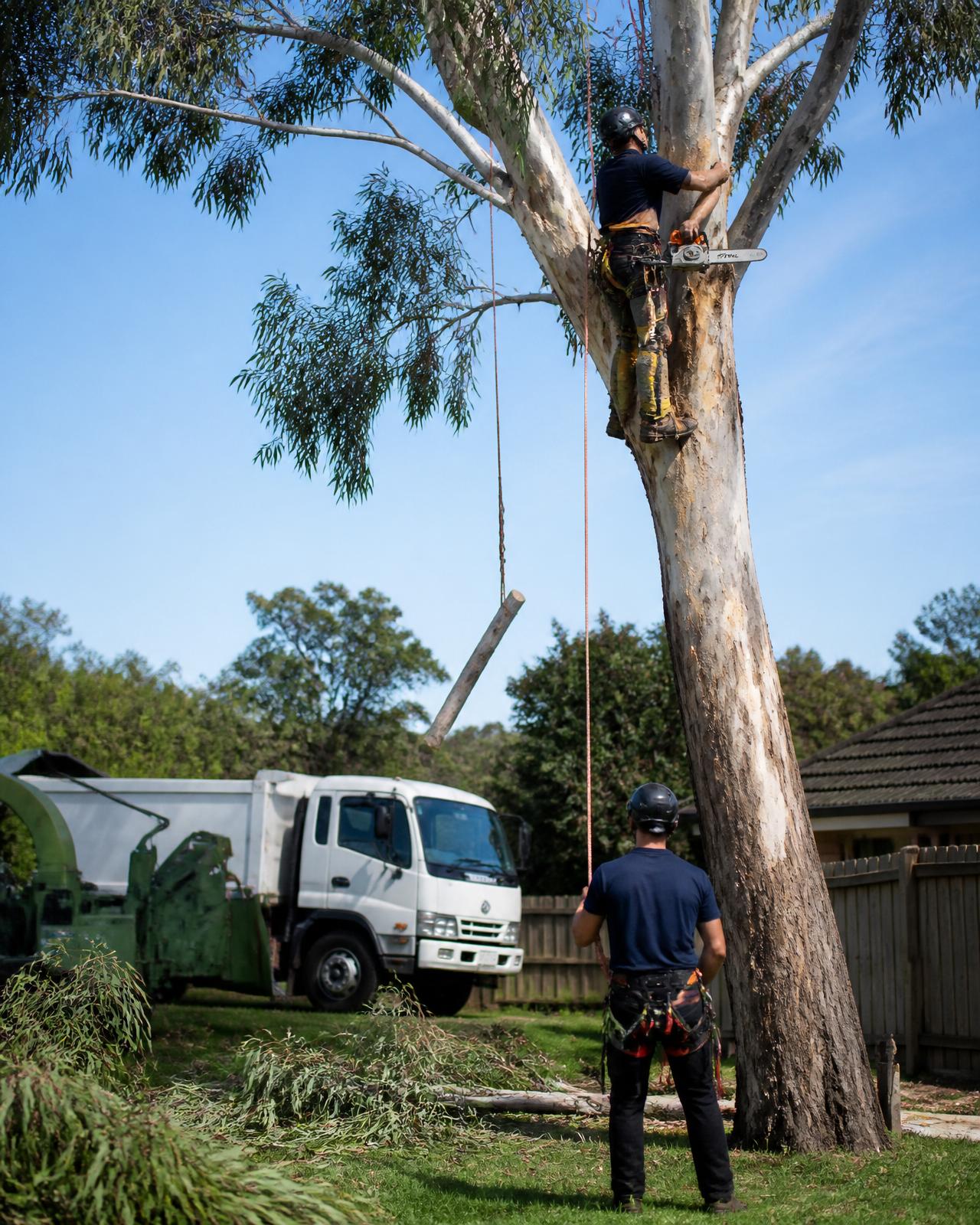 Coolaroo arborist felling a tree at sunset